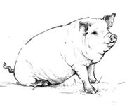 Big Table Pigs 20