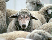 In Sheeps Clothing Cabernet